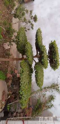 10公分造型瓜子黄杨