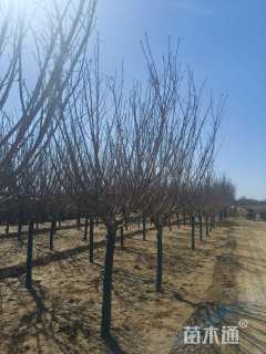 12公分日本晚樱