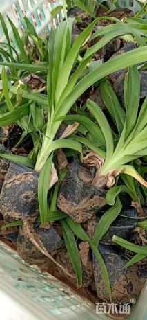 大花萱草