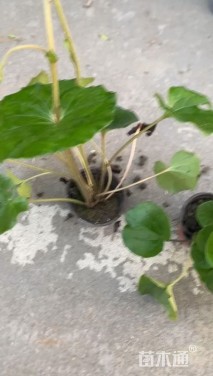 高度20厘米大吴凤草