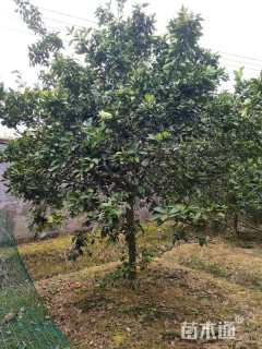 10公分柚子树