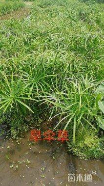 高度40厘米旱伞草