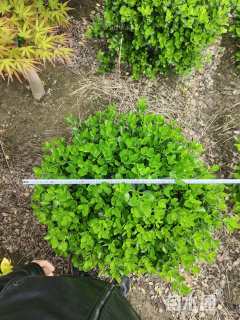 冠幅100厘米大叶黄杨球