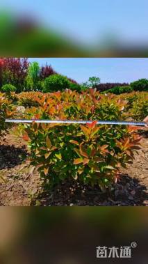 冠幅60厘米红叶石楠球