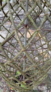 50公分紫薇花瓶