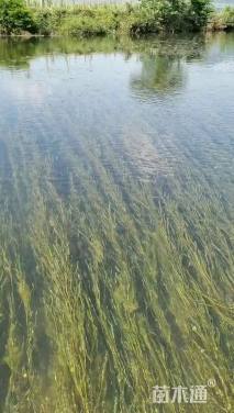 高度38厘米竹叶眼子菜