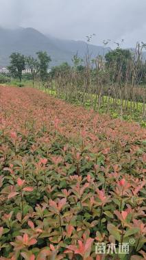 高度70厘米红叶石楠小苗