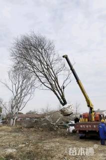 35公分(3杆)丛生乌桕