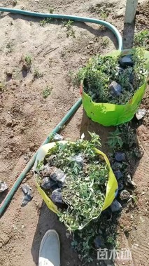 高度20厘米美国薄荷