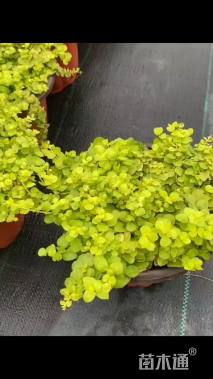 高度10厘米过路黄