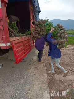 高度33厘米茶梅