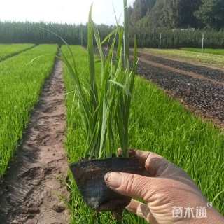 高度40厘米水生鸢尾