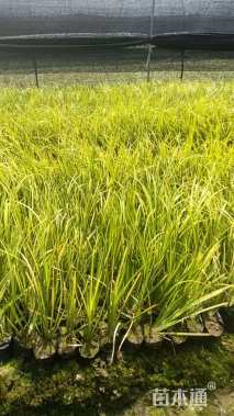 高度25厘米金叶石菖蒲