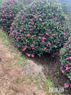 冠幅150厘米茶梅球