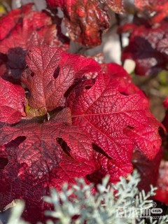 高度60厘米绣球