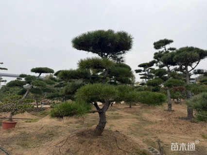 18公分造型黑松