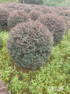 冠幅150厘米红花继木球