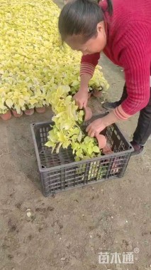 高度20厘米彩叶草