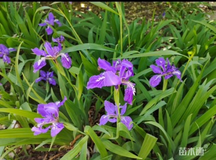 高度15厘米蓝花鸢尾