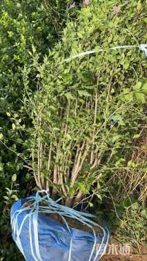 高度120厘米丛生木槿