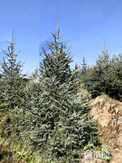 高度180厘米云杉