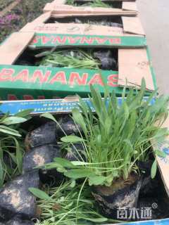 高度20厘米金鸡菊