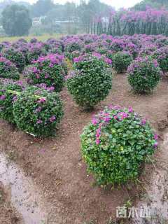 高度80厘米紫花三角梅