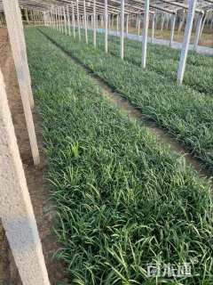 高度20厘米中国石蒜