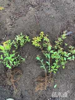 高度30厘米金焰绣线菊