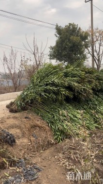 高度180厘米夹竹桃