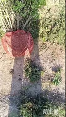 冠幅100厘米金叶女贞球