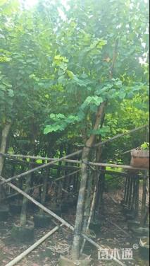 高度450厘米紫荆