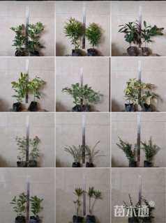 10公分红花羊蹄甲