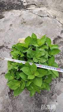 高度30厘米无尽夏绣球