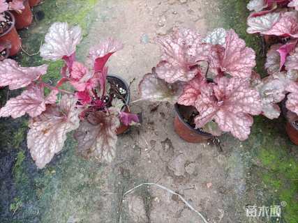 高度14厘米矾根