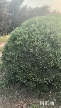 冠幅220厘米海桐球