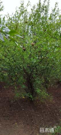 高度250厘米花石榴