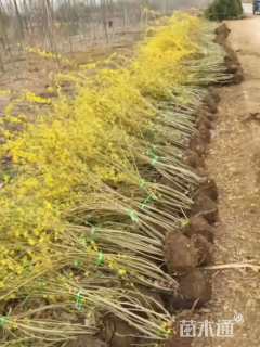 高度120厘米连翘