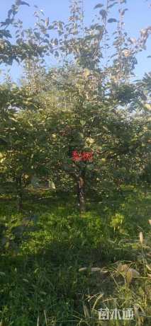 14公分梨树