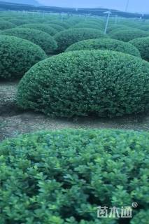 移栽苗完美冬青球