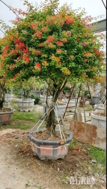 高度250厘米嫁接多色三角梅