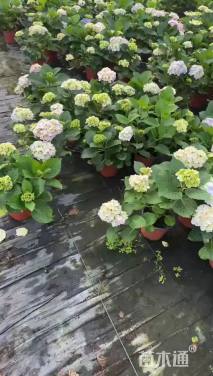 高度50厘米八仙花