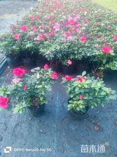 高度20厘米西洋杜鹃小苗