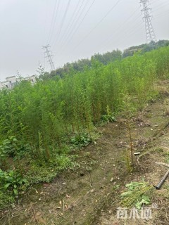 高度100厘米池杉小苗