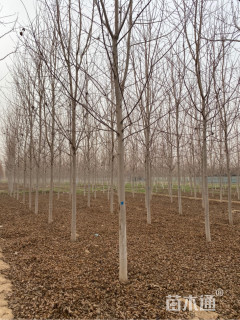 8公分美国红枫-秋火焰