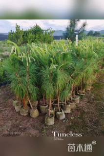 高度100厘米马尾松