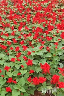 高度25厘米一串红