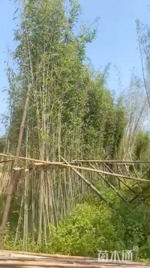 地栽苗刚竹