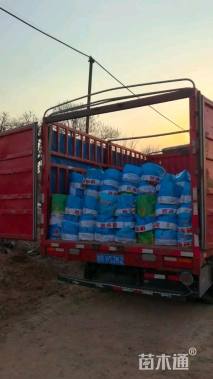 高度30厘米大吴风草