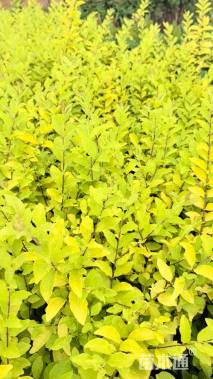 高度30厘米金冠女贞